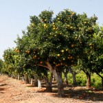 Clementine Orchard