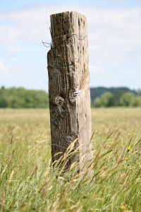 Old Fence Post. Look for man made shapes and nails.