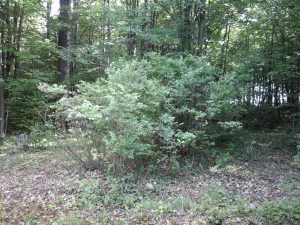 Wild Blueberry Bush