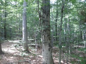 A Beech showing signs of disease with a "healthy Beech in the right background.