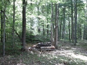 Log pile that one day will be a fertile hill